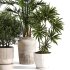 Indoor Plant Set 0153 - Thumbnail 2