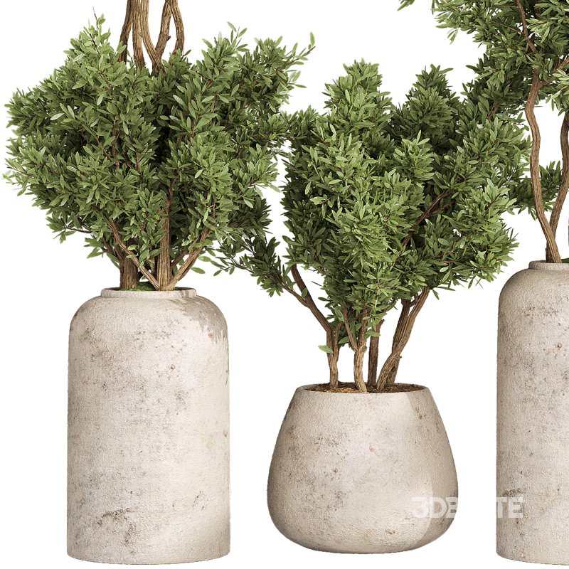 Indoor Collection plants 05 Image 2