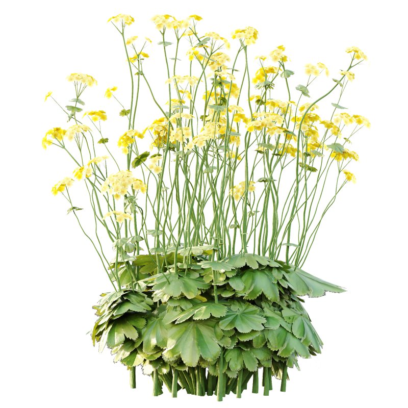 Alchemilla mollis flower Plant 01 Image 6