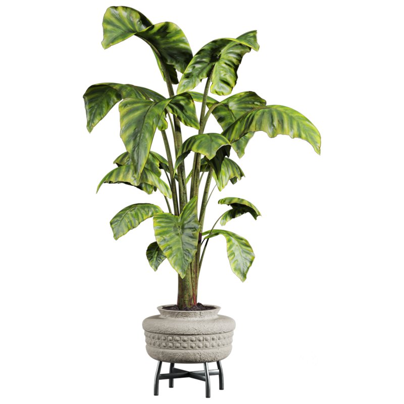 potted plant Image 2