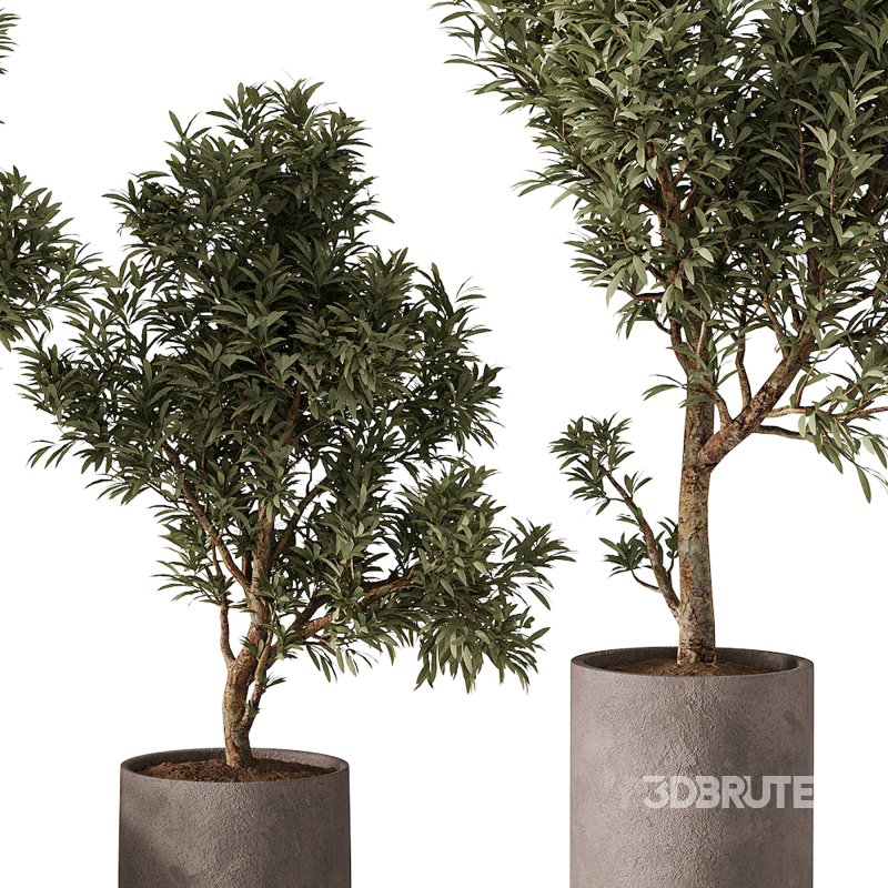 indoor plants – 65 plant in pot Image 5