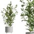 AV Indoor Plants Set 247 Ficus Indian and Hazel Erle and Yucca Elephantipes and Fan Palm - Thumbnail 3