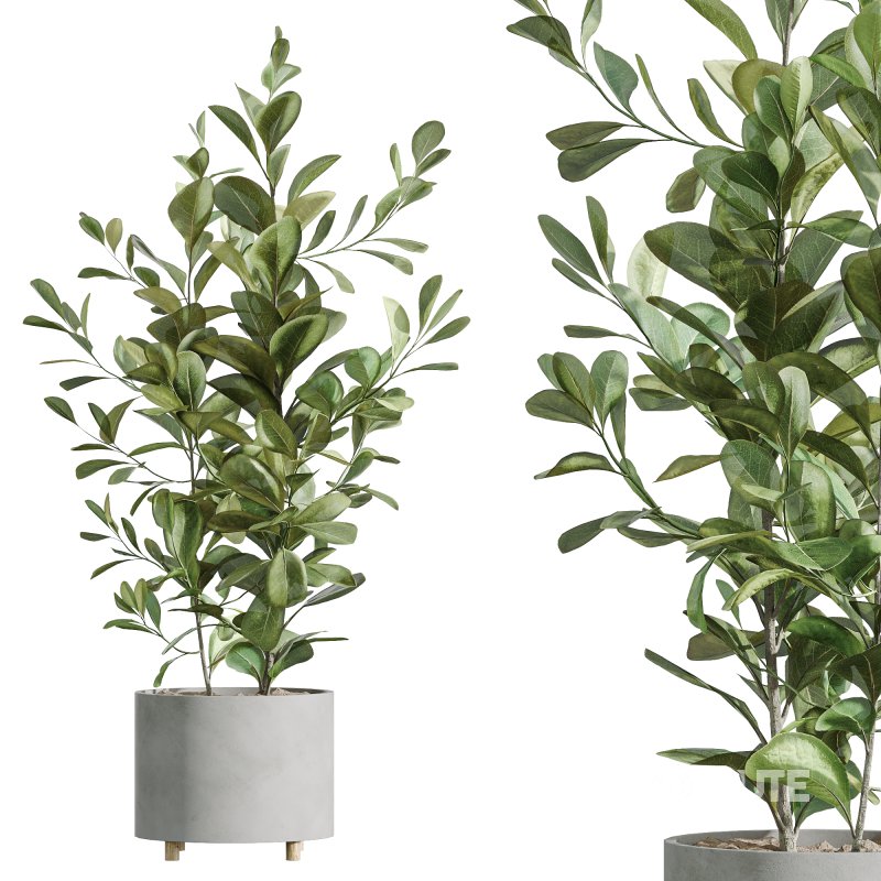 AV Indoor Plants Set 247 Ficus Indian and Hazel Erle and Yucca Elephantipes and Fan Palm Image 3