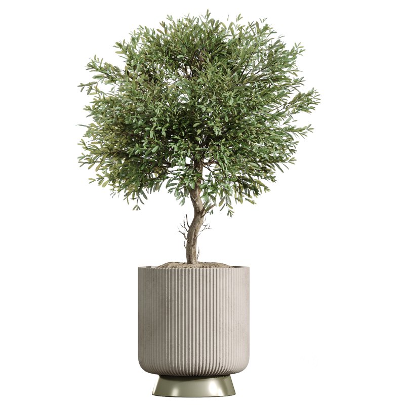 ntal plant is admired for its linear variegated foliage, offering a strong vertical structure. Image 11