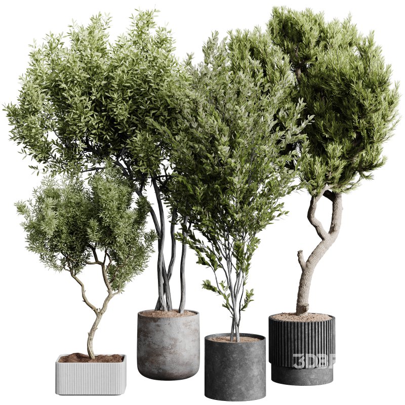 indoor plants 112 – plant collections in pot Image 3