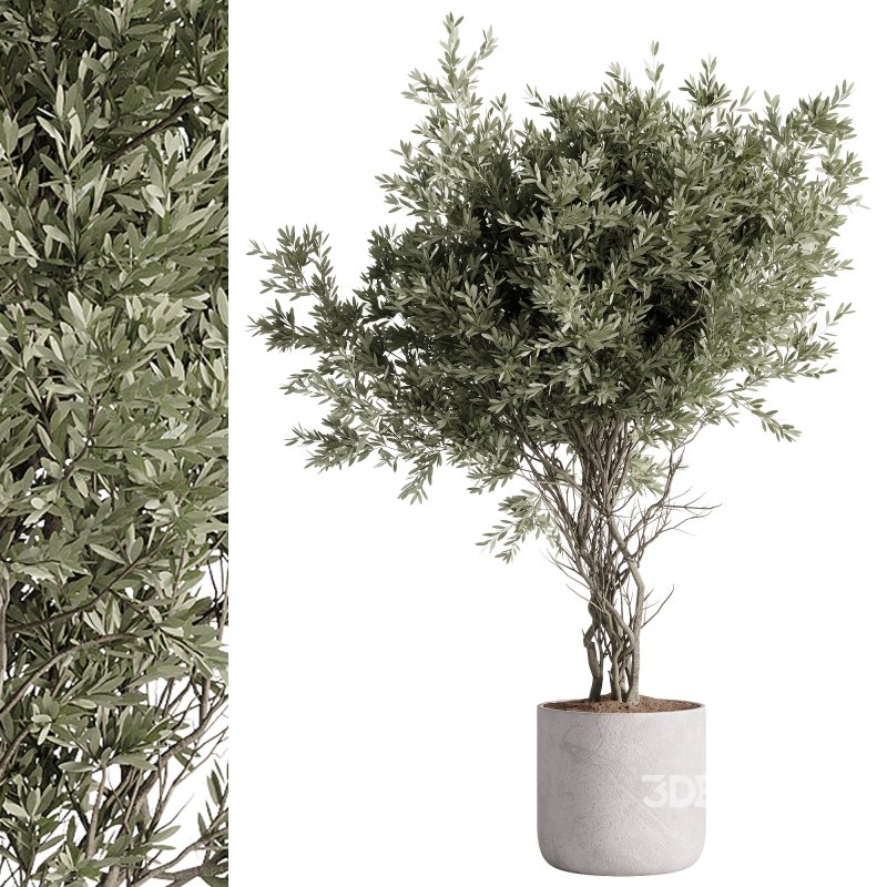 indoor plants – 57 plant in pot Image 1