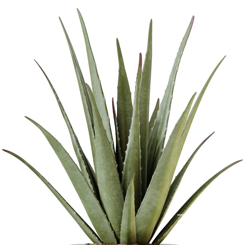 AV Indoor Plants Set 249 Image 4