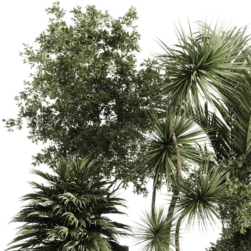 indoor plants – 34 plant collections in pot Image 4