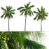 Cocos nucifera – Coconut 02 - Thumbnail 1