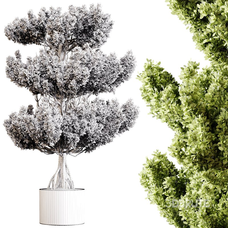 Indoor plants 91 – Plant in pot Image 4