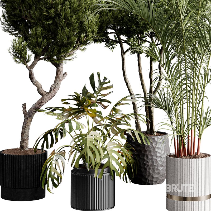 indoor plants 122 – plant collections in pot Image 2