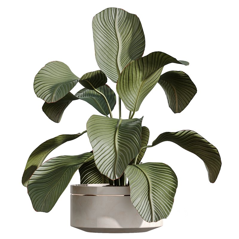 AV Indoor Plants Set 274 Olive Mission and Calathea Lutea and Lemon Lime Cane Dragon Image 3