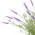 plant bush Flower Lavandula pedunculata 05 - Thumbnail 1