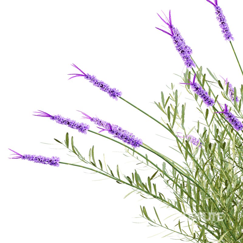 plant bush Flower Lavandula pedunculata 05 Image 1