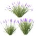 plant bush Flower Lavandula pedunculata 05 - Thumbnail 2