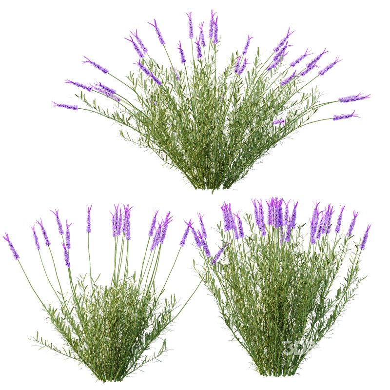 plant bush Flower Lavandula pedunculata 05 Image 2