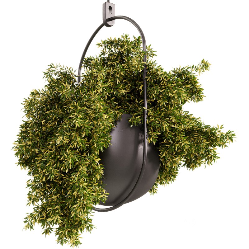 Indoor Plants – 26 Plant in pot Image 3