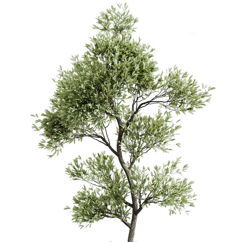 AV Indoor Plants Set 267 Areca Palm and Lemon and Green Sansevieria and Monstera Deliciosa Large Leaf and Olive Image 5