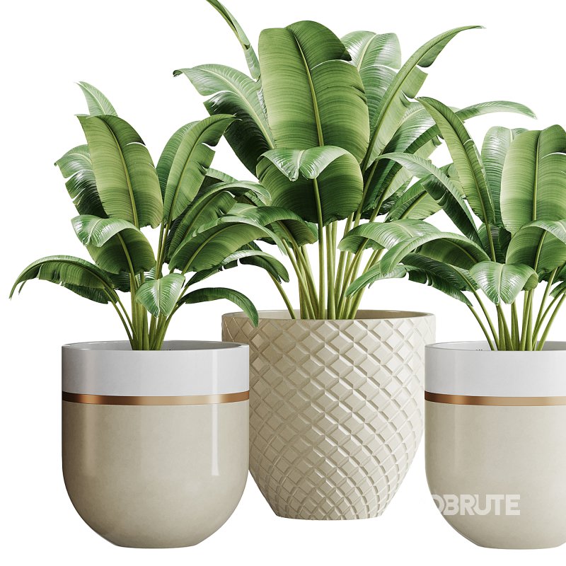 Spathiphyllum wallisii flower Image 2