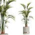 AV Indoor Plants Set 279 Areca Palm and Calathea Lutea and Ficus Marginata and Yucca - Thumbnail 1