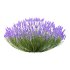 plant bush Flower Lavandula pedunculata 03 - Thumbnail 1