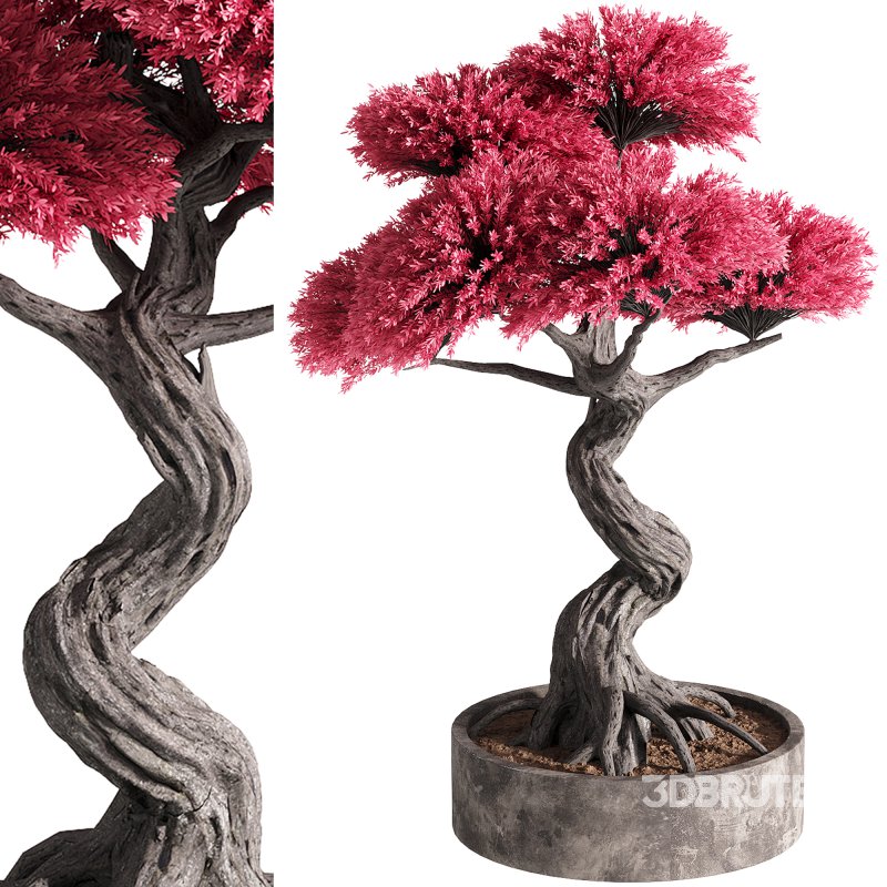 indoor plants – 50 plant in pot Image 2