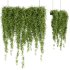 Indoor Plants – 21 hanging plants in pots - Thumbnail 4