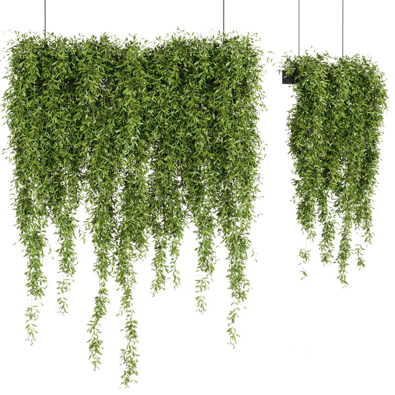 Indoor Plants – 21 hanging plants in pots Image 4