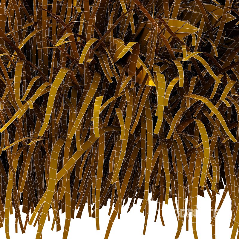 Carex Elata Aurea Grass 04 Image 6