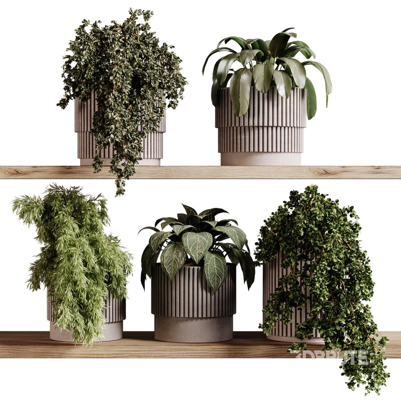 indoor plants 98- Hanging indoor plant Image 3