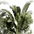 indoor plants 109 – plant collections in pot - Thumbnail 1