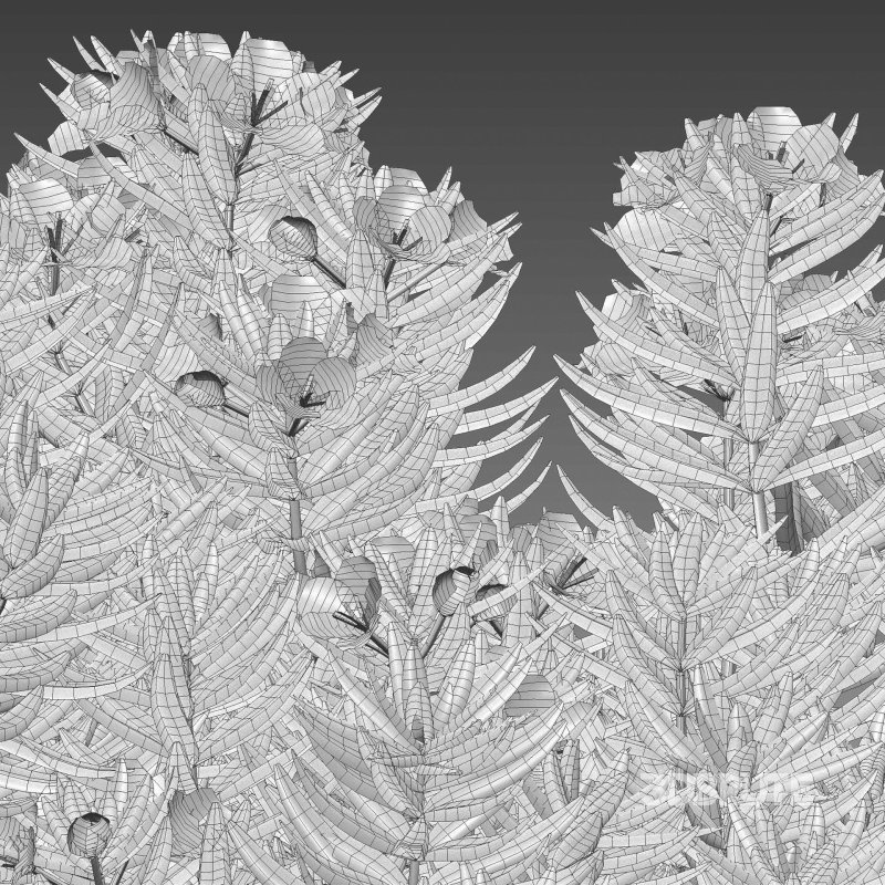 Westringia fruticosa – Coast Rosemary 02 Image 5