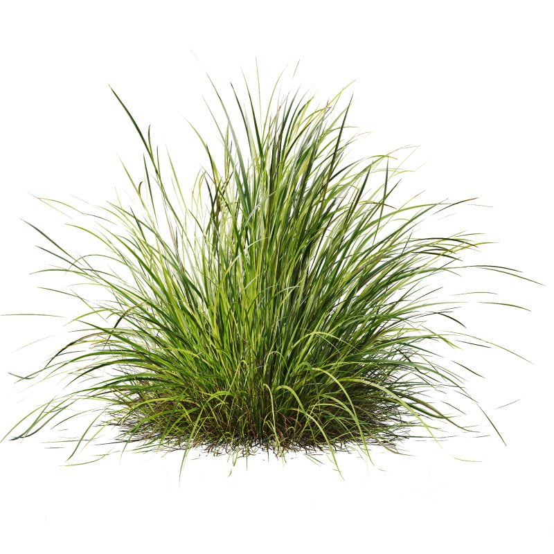 ntal grasses—**Nassella tenuissima**, also known as Mexican Feather Grass, and **Carex elata ‘Aurea’**, a golden sedge celebrated for its radiant chartreuse foliage. Image 5