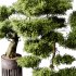 Indoor plants 73 – Bonsai Plant in pot - Thumbnail 9