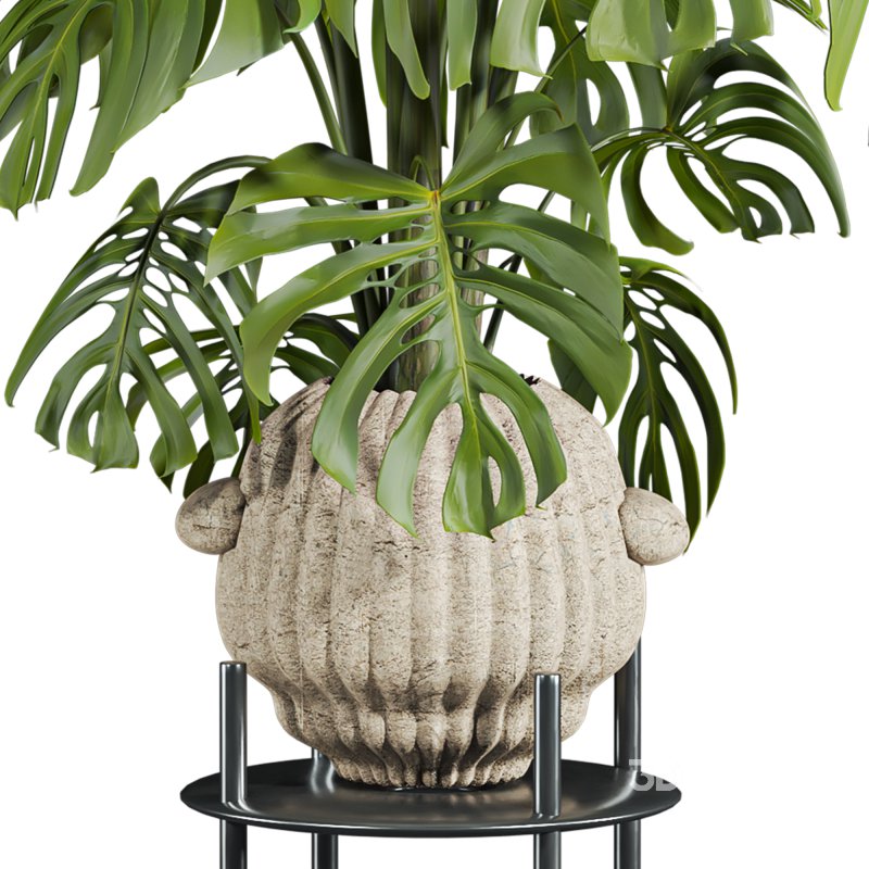 monstera plant Image 2