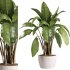 indoor plants – 38 plant in pot_corona - Thumbnail 6