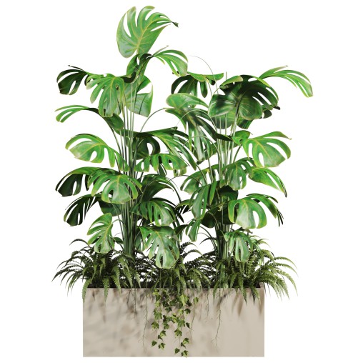 plants