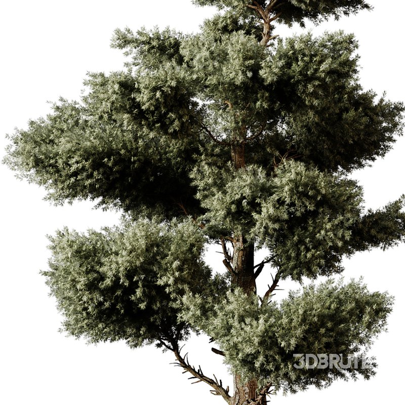 Indoor plants 83 – Plant in pot Image 4