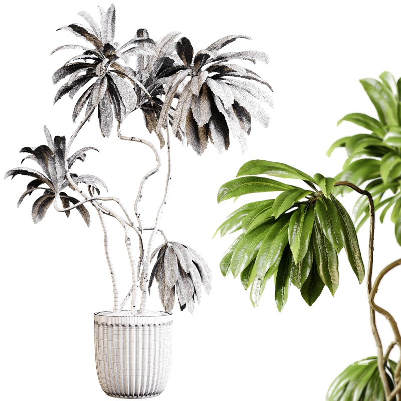 Indoor plants 94- Plant in pot Image 3