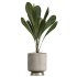 ntal plant is admired for its linear variegated foliage, offering a strong vertical structure. - Thumbnail 4