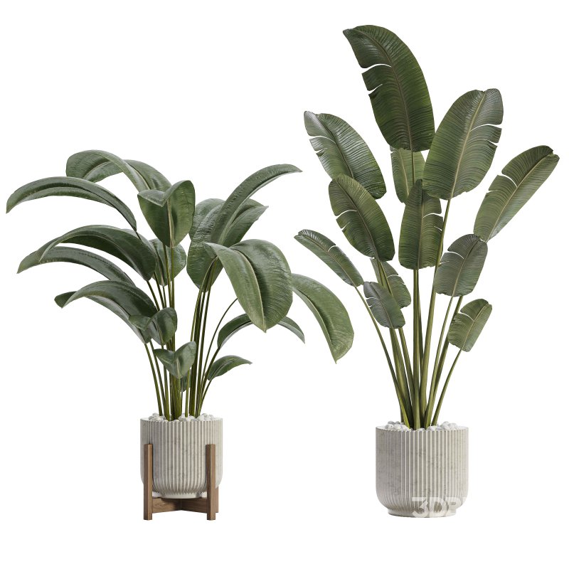 Indoor Plant 03 Image 1