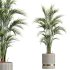 AV Indoor Plants Set 260 Areca Majesty Palm and Japandi Ficus Dracaena Marginata and Mission Olive - Thumbnail 2