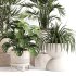 Indoor Plant Set 0158 - Thumbnail 4