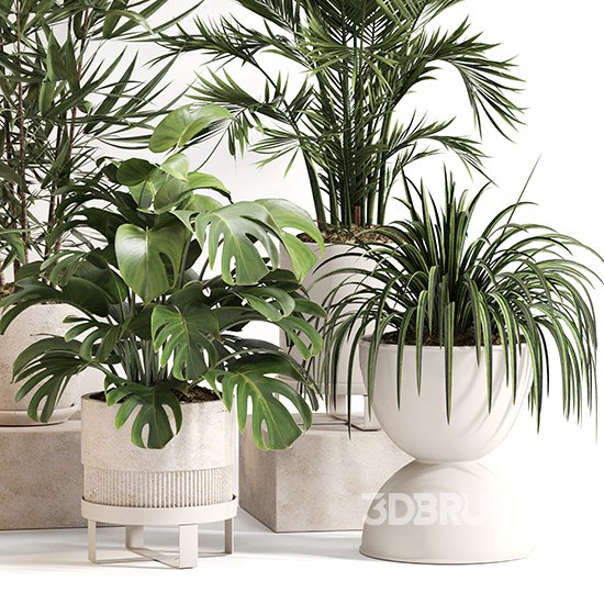 Indoor Plant Set 0158 Image 4