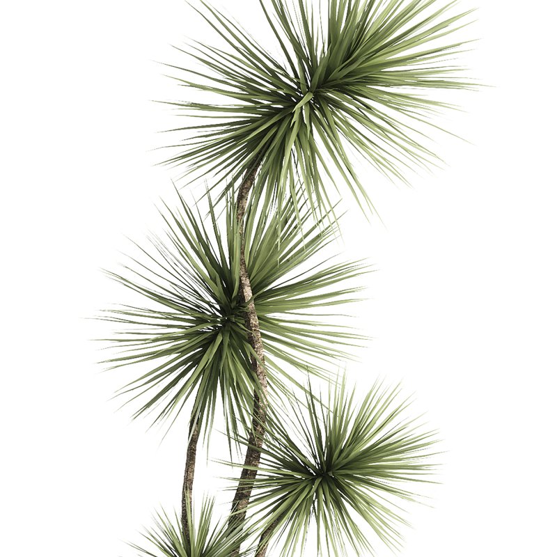 indoor plants – 31 plant in pot Image 1