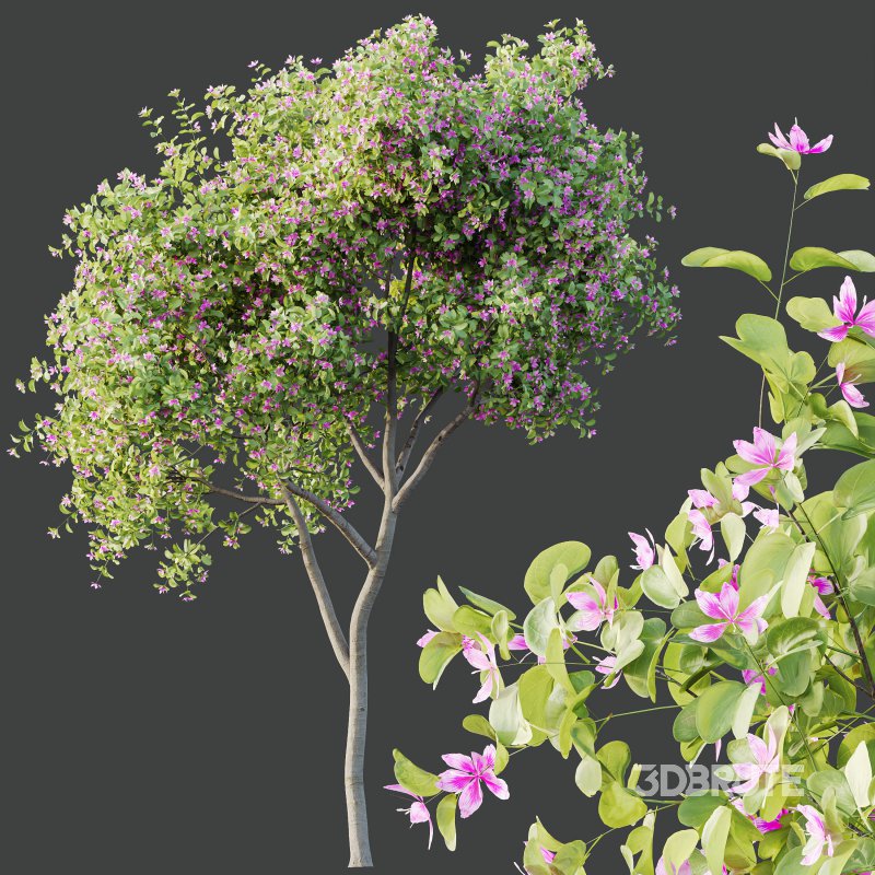 AV Spring blooming trees Butterfly Orchid Geranium Bauhinia and Amelanchier Lamarckii Image 1