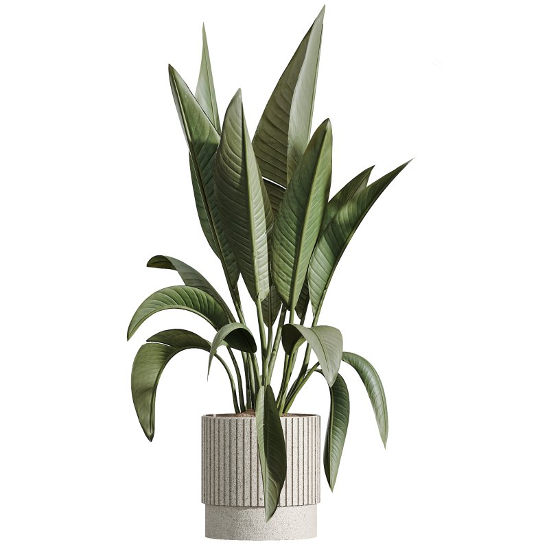 AV Indoor Plants Set 276 Olive Elegant Mission and Banana Strelitzia Nicolai and Areca Palm Image 2