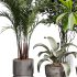 indoor plants 117 – plant collections in pot - Thumbnail 1