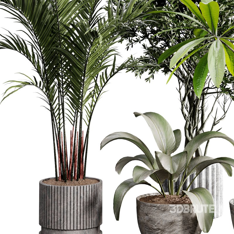 indoor plants 117 – plant collections in pot Image 1