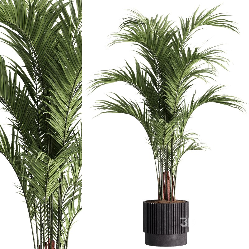 indoor plants – 30 plant in pot Image 3